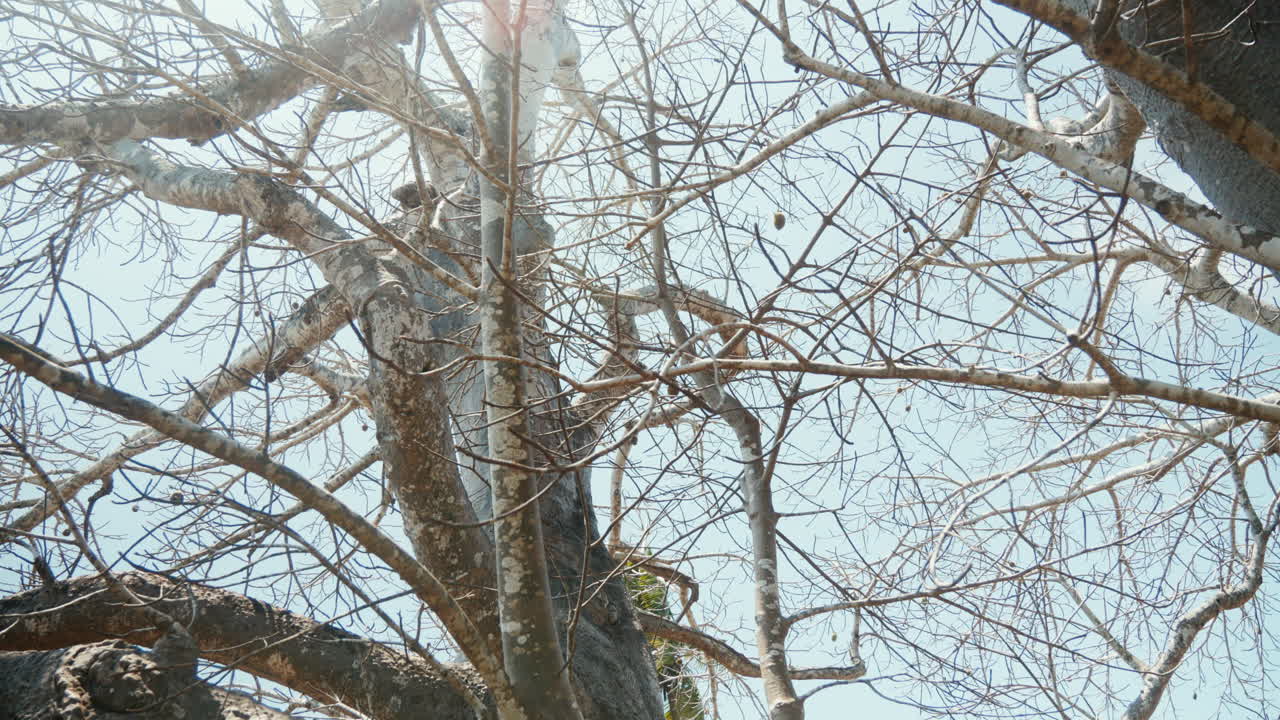 Crown of the leafless Bao Bao tree with some fruits
