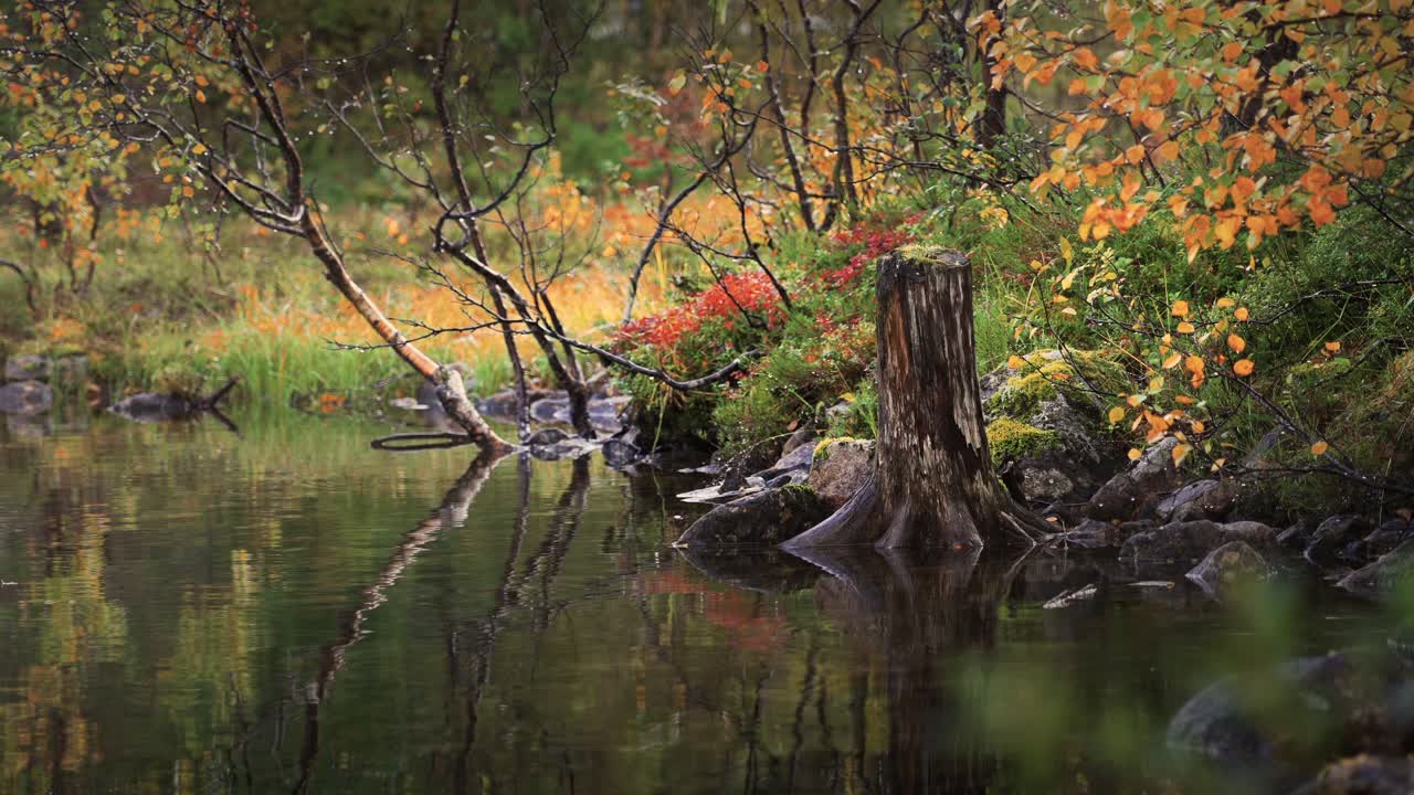 спокойная сцена