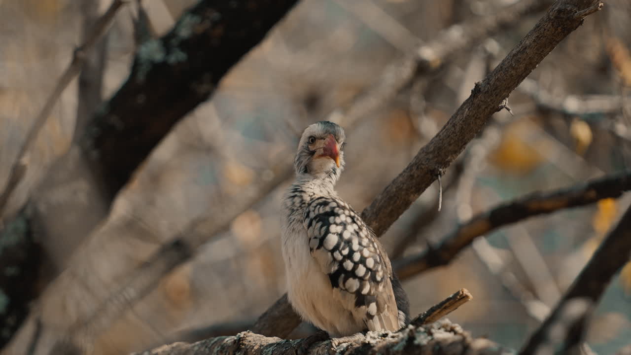 Red-billed Hornbill on a Tree Branch