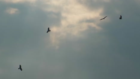 flock of eagles flying against gray sky