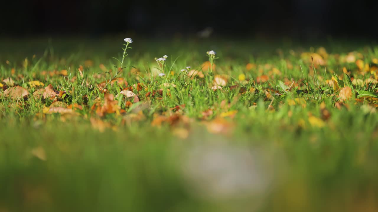 el yarrow en flor en el césped verde exuberante salpicado de hojas secas caídas