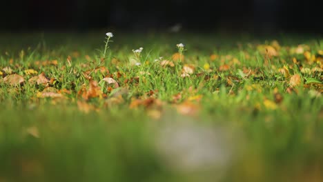 blooming yarrow on the lush green lawn strewn with withered fallen leaves