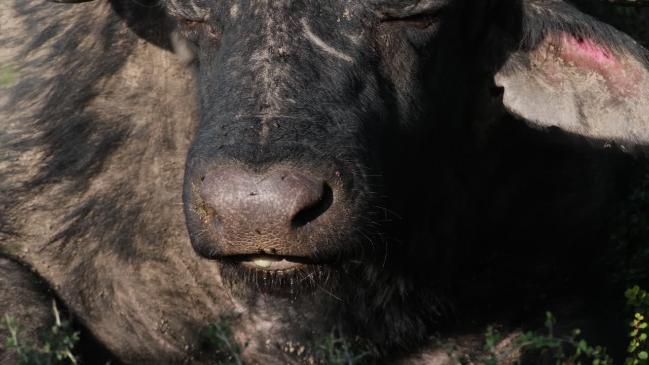 귀를 흔들고 날아가는 아프리카 버팔로의 머리