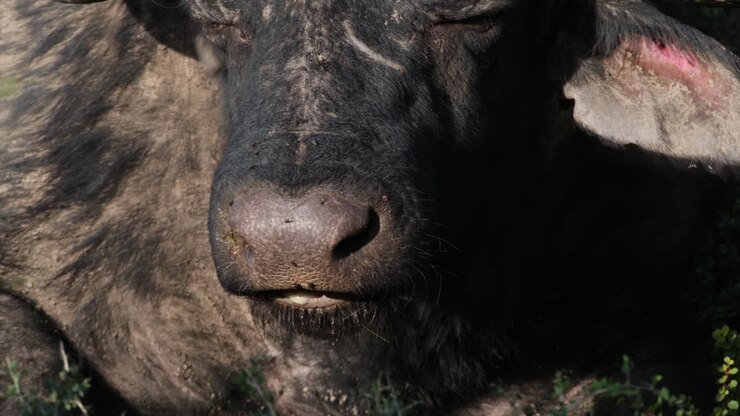 Testa di un bufalo africano che rumina, con l'orecchio che scuote via le mosche