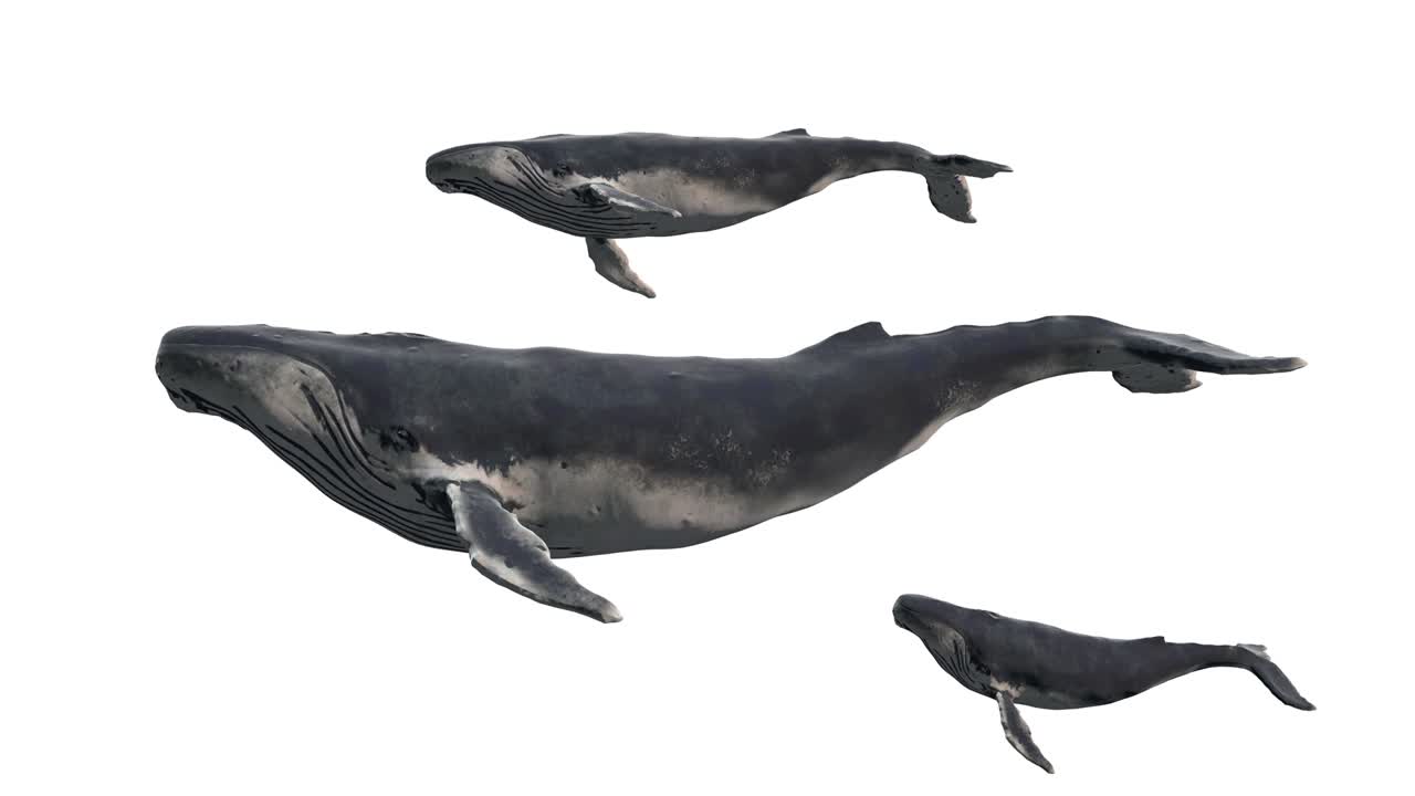 하 배경에 고립 된 수영 파란 고래 그룹 - 현실적인 3d 디지털 애니메이션.