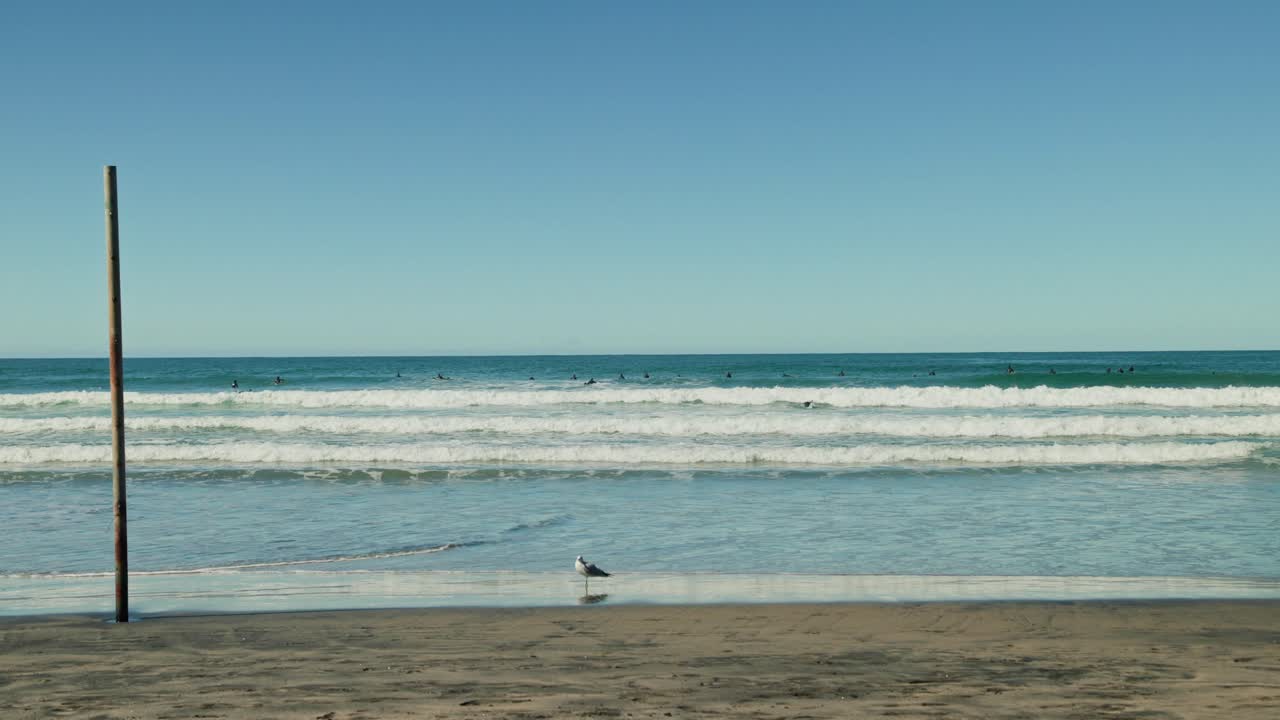 los surfistas de california en un día soleado con la gaviota en primer plano en cámara lenta