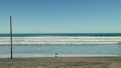 California surfers on a sunny day with seagull in foreground slow motion