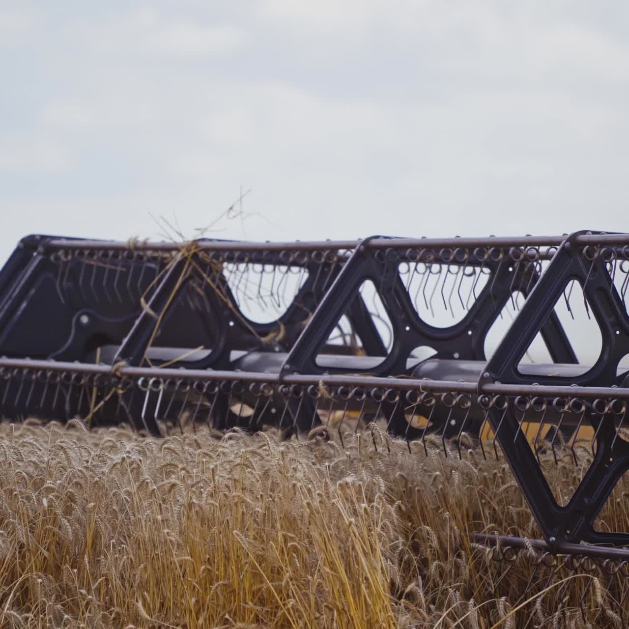 Combine harvesting wheat
