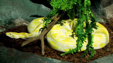 the burmese python is one of the largest species of snakes