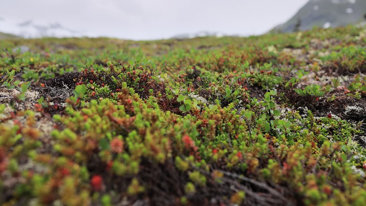 tundra ártica. hermosa naturaleza paisaje natural de noruega. la vegetación de la tundra está compuesta por arbustos enanos, setas, hierbas, musgos y líquenes.