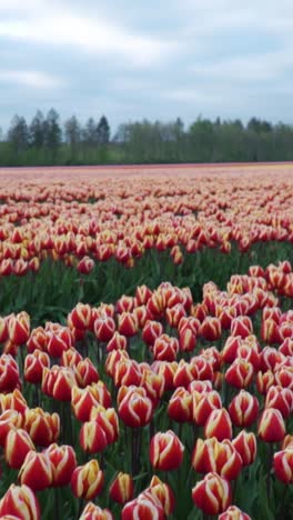 colorful tulip field