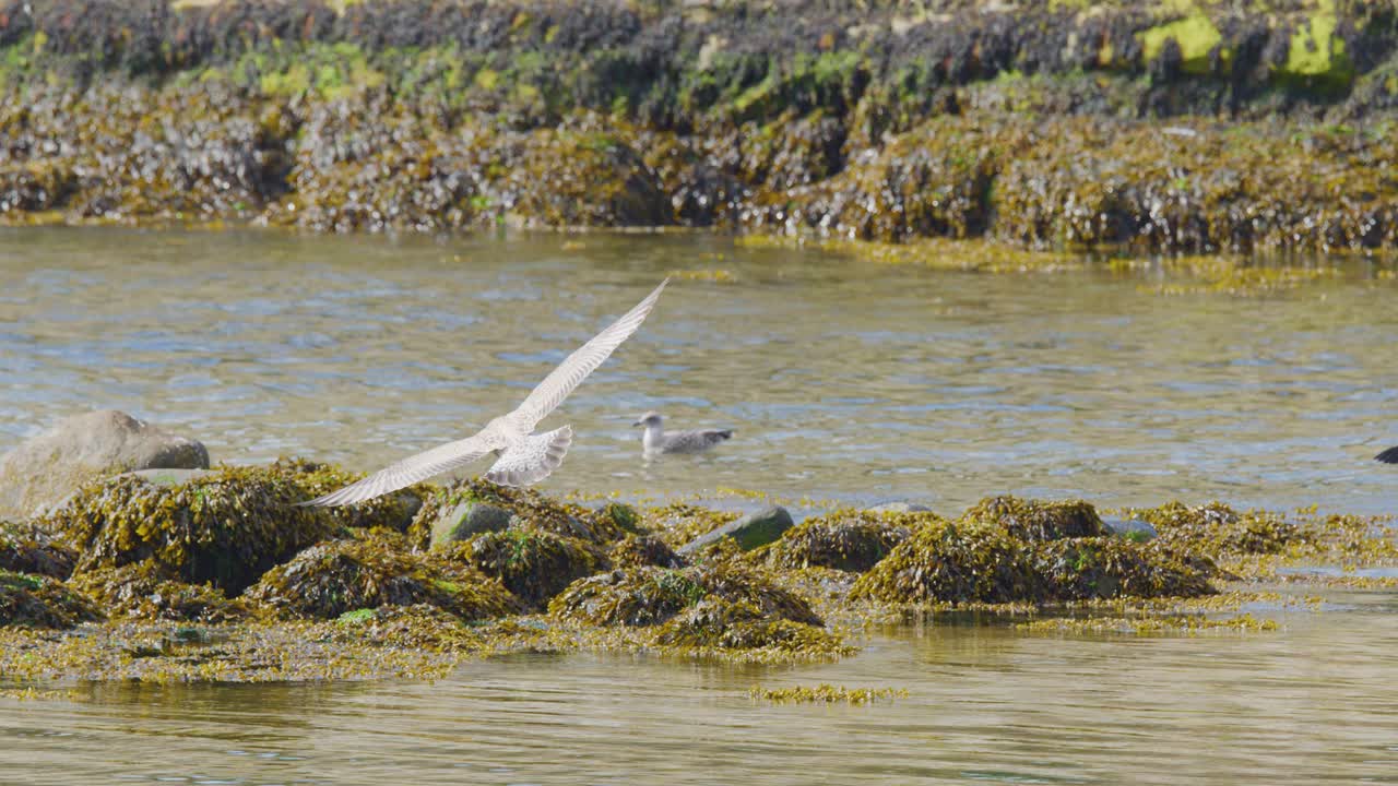 A seagull launches from kelp-covered rocks along a Scottish shoreline, captured in bright daylight with a steady, wide shot and natural scenery