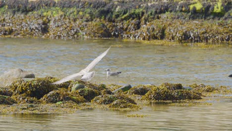 a seagull launches from kelp-covered rocks along a scottish shoreline, captured in bright daylight with a steady, wide shot and natural scenery