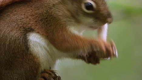 close up hot of a squirrel eating mushroom outside in the wild nature