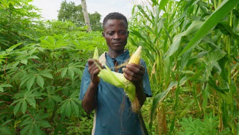 Macho-Negro-Africano-Pelando-Un-Grano-De-Korn-Mais-En-Medio-Del-Campo-Agrícola-En-África,-De-Cerca