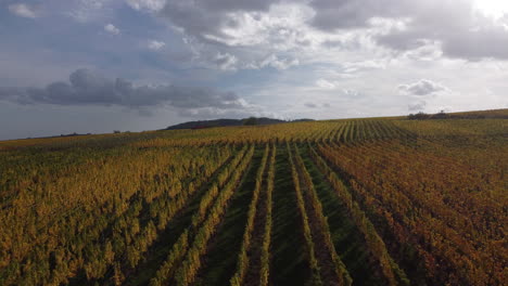 Aerial-dolly-along-the-lines-within-the-vineyard-in-Riquewihr,-Alsace,-France