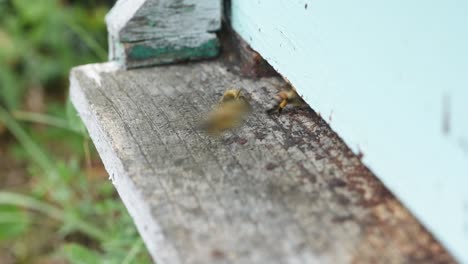 Bienen-Betreten-Und-Verlassen-Hellblaues-Bienenhaus-Seitliche-Kamerabewegung