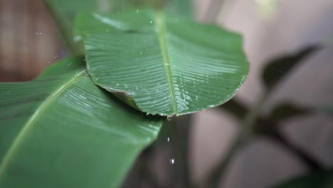 Gotas-De-Lluvia-En-Hojas-De-Plátano-Verde,-Toma-En-Cámara-Súper-Lenta