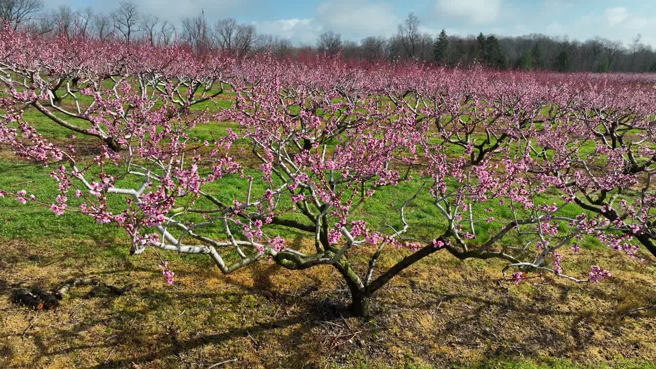 Alimentazione sana, frutta fresca, boccioli di alberi in fiore in un frutteto di pesche, riprese aeree con drone, nutrizione, tema dell'approvvigionamento alimentare agricolo negli USA