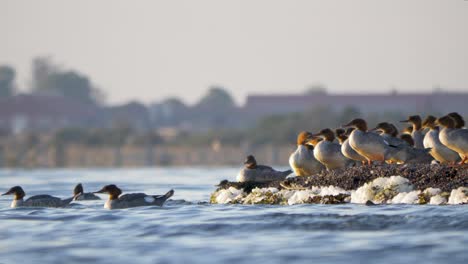 Goosander-bird-colony-at-Öland,-Sweden