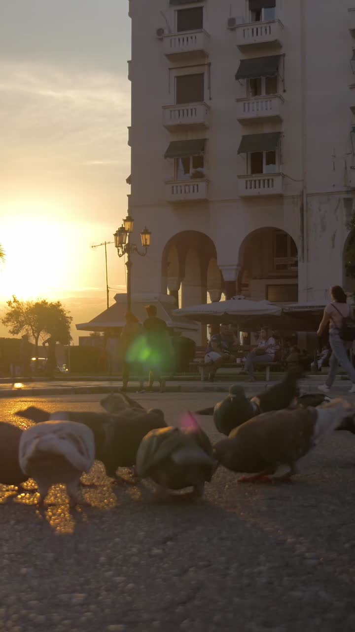 Piccioni razzolano su strada cittadina all'ora d'oro del tramonto con persone