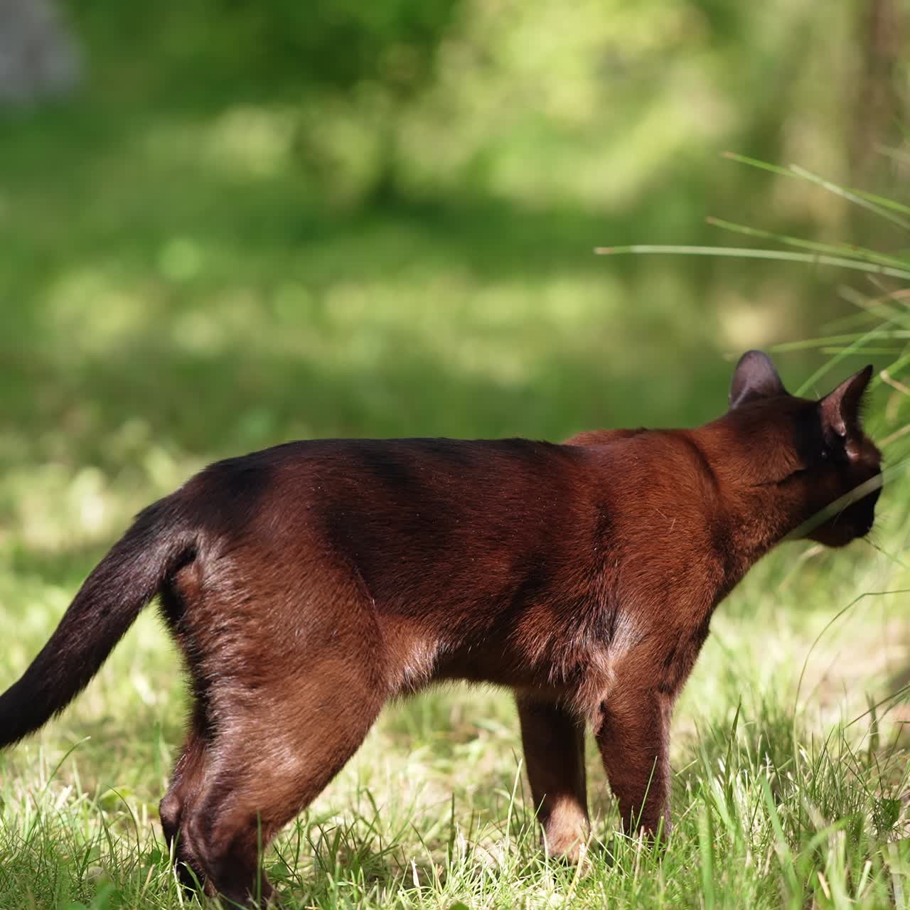 Black domestic cat with short fur stands in the sun rays. Kitty looks around, smells and goes away. Blurred backdrop