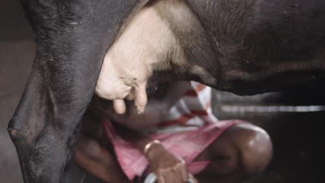 gentle hands rhythmically work, coaxing warm milk from a contented cow