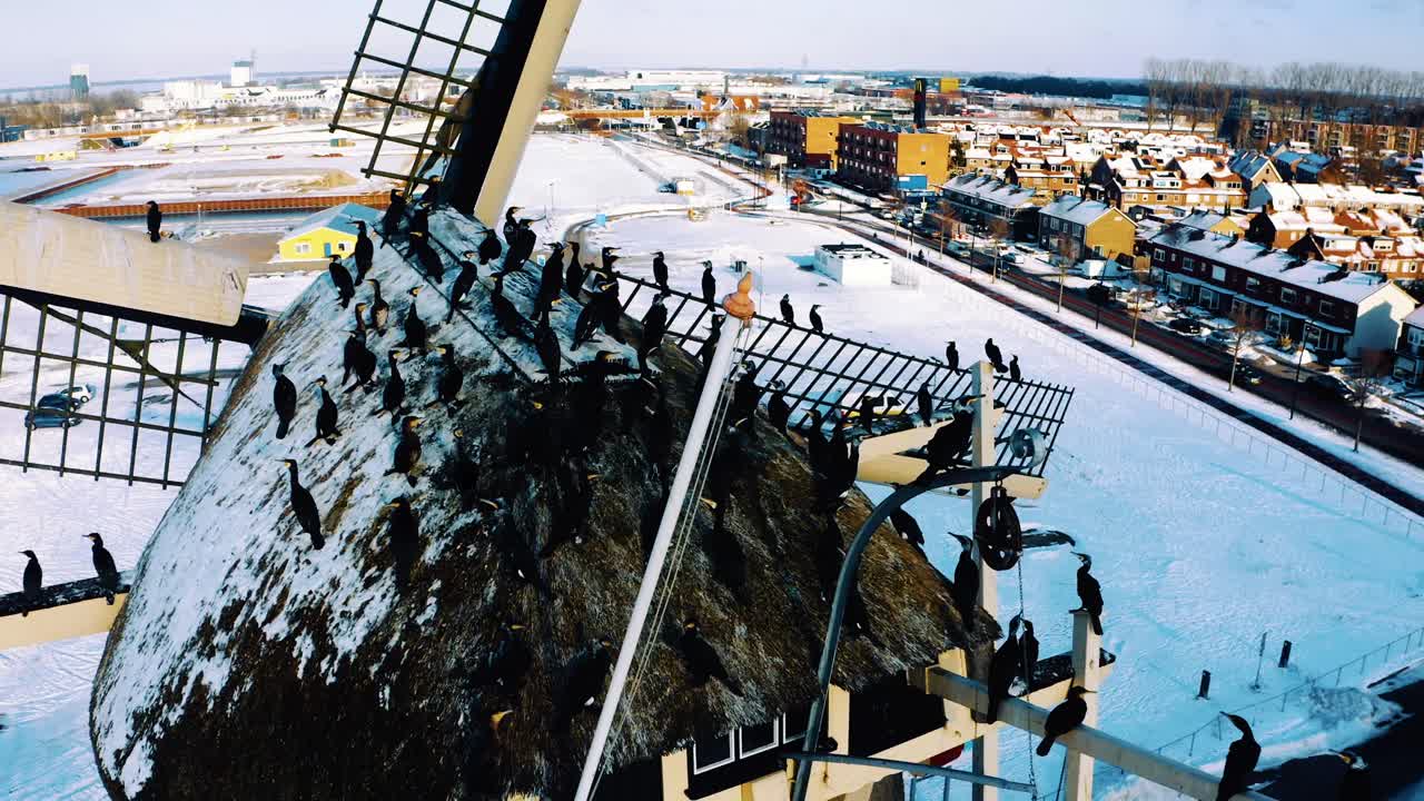 стая бакланов на ветряной мельнице в нидерландах, крупный план с воздуха в зимний день