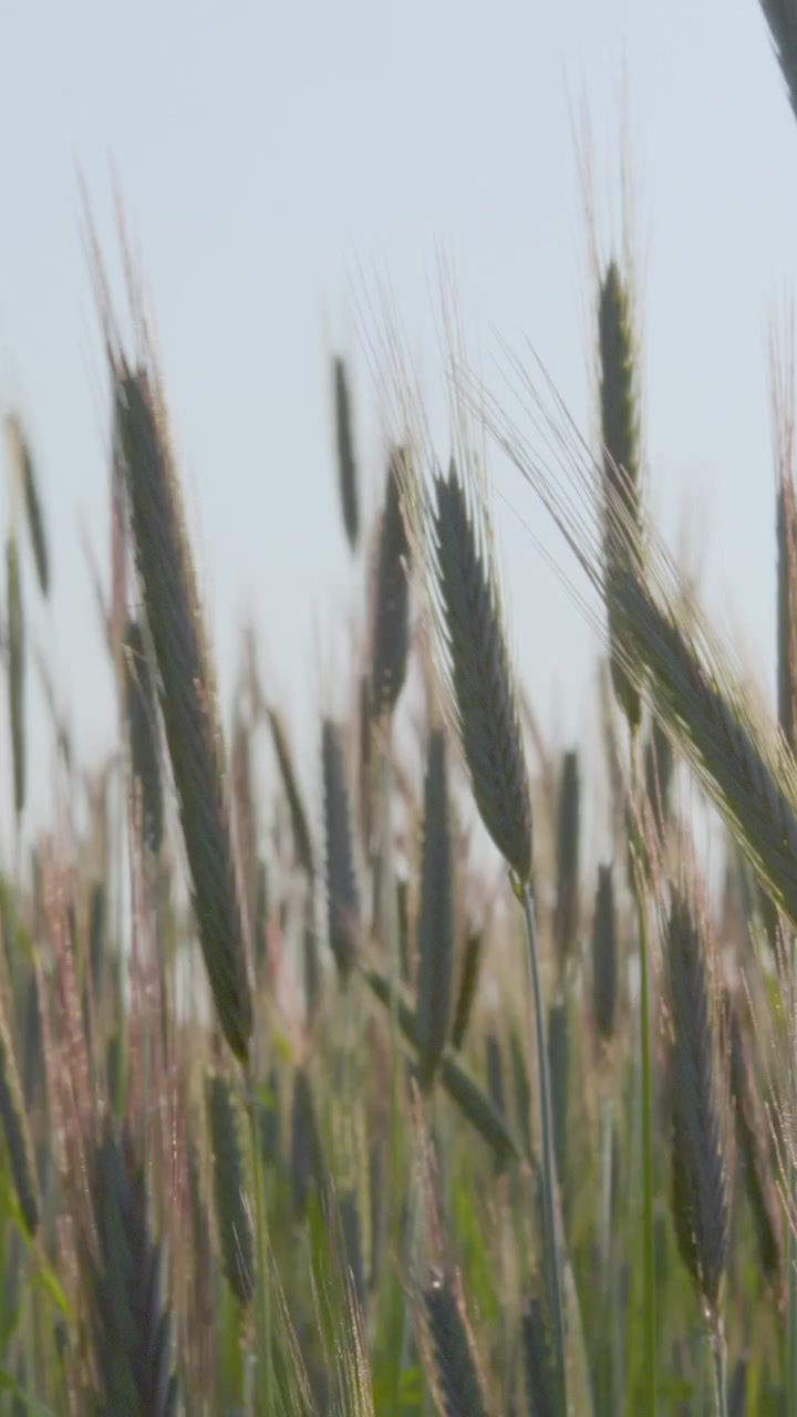A cinematic close up of young green rye stalks moving gently in the wind under a bright sky, representing sustainable agriculture and organic farming.