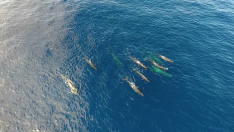 Eine-Herde-Von-12-Pottwalen,-Die-Friedlich-Im-Ozean-Schwimmen