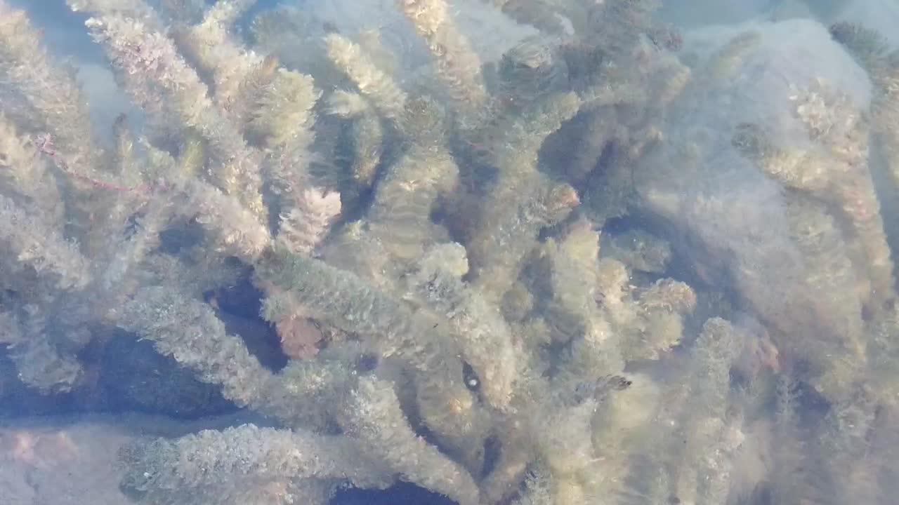 Close-up of seaweed slowly swaying in the current of a lake. Outside, sun, underwater