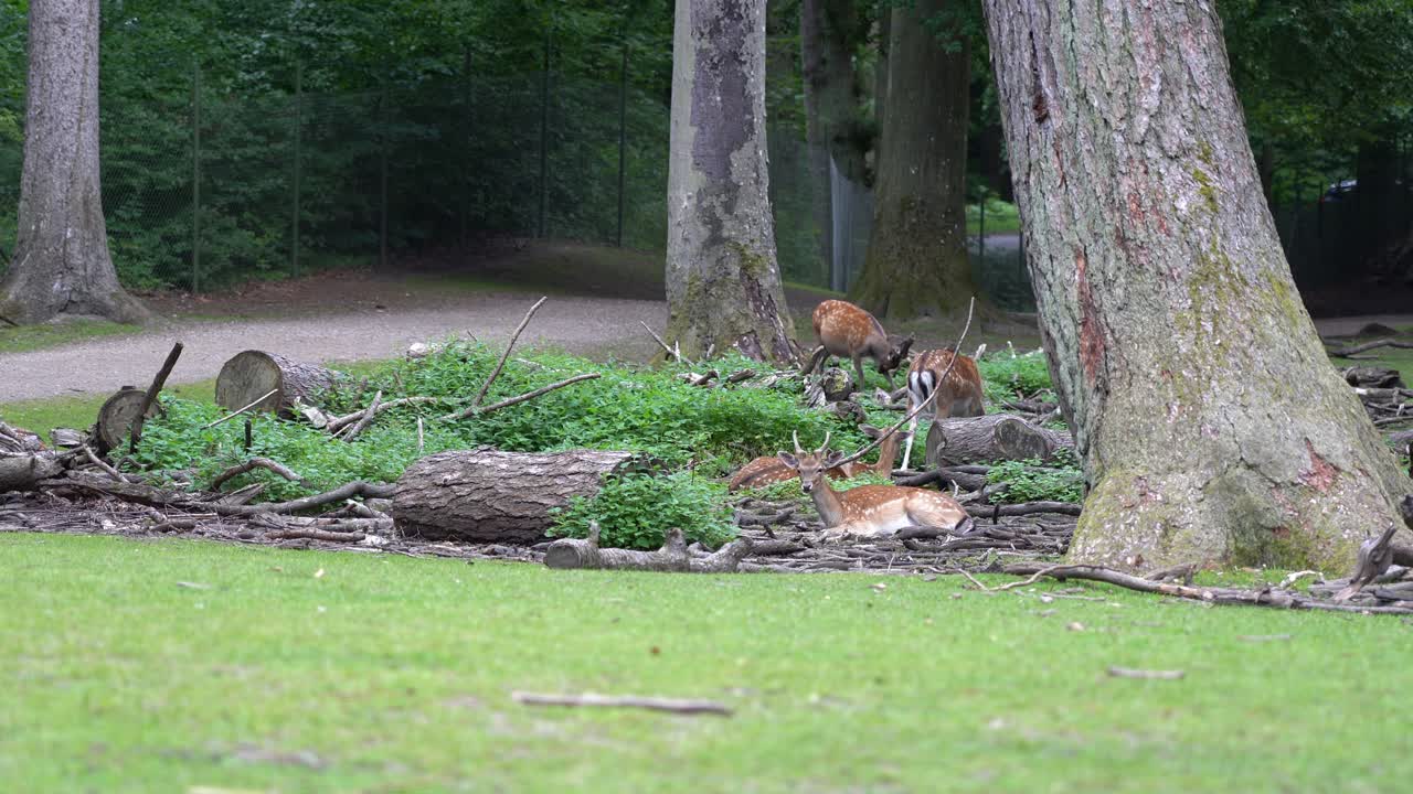 유럽 시카 와 야생 사 ⁇  이 울타리 로 둘러싸인 야생 동물 공원 안 에서 함께 휴식을 취하고 있다 - 덴마크 아르후스