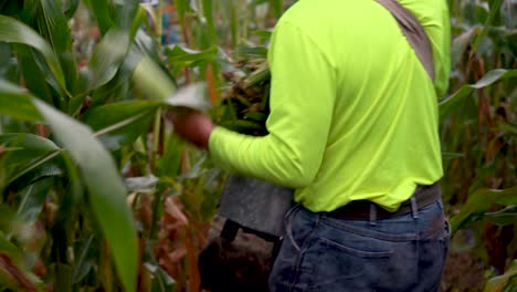 Agricultor-Sosteniendo-Un-Gran-Manojo-De-Maíz-Mientras-Lo-Recoge