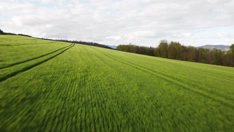 aerial view of a green wheat field in early spring