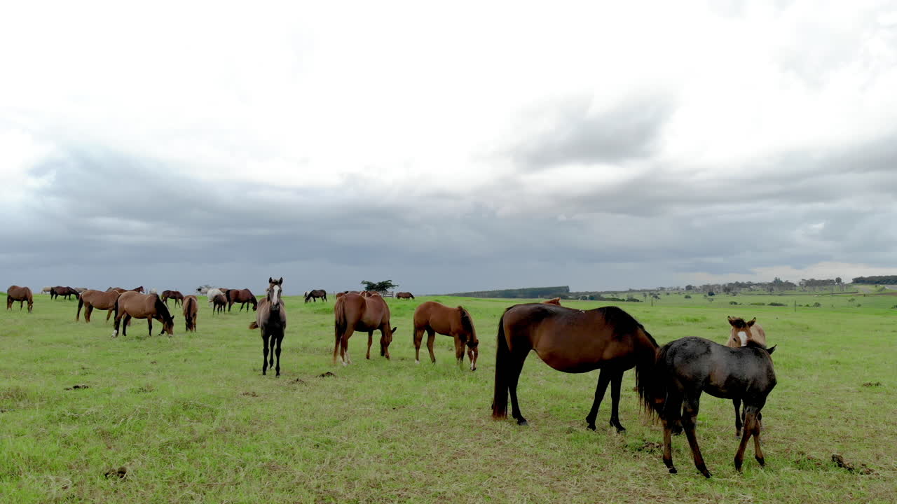caballos de pura sangre pastando en un día nublado en un campo