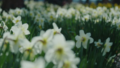 Rack-focus-on-beds-of-white-daffodils