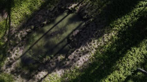 Draufsicht-Auf-Einen-Teich,-Der-An-Sonnigen-Tagen-Mit-Frischer-Grüner-Vegetation-Bedeckt-Ist