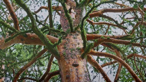 big old tree with moss over branches and raining drops, relaxation nature video