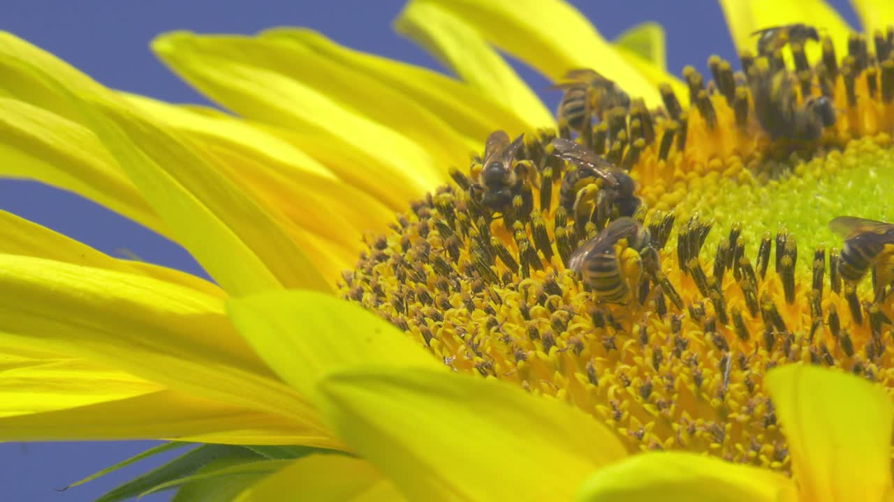 노란 해바라기에 꿀벌, 낮은 각도 slowmo 클로즈업