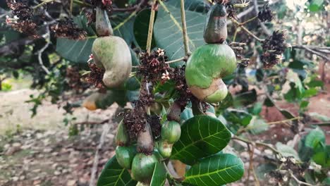 Nahaufnahme-Einer-Statischen-Aufnahme-Von-Cashew-Apfeln,-Die-Auf-Einem-Baum-Wachsen