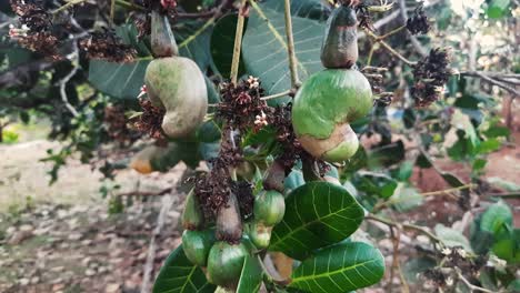 primer plano estático de la manzana de marañón que crece en el árbol