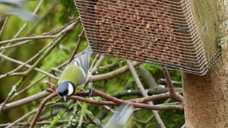 European-nuthatch,-blue-tits,-great-tits-and-coals-tits-feeding-on-a-wooden-bird-feeder