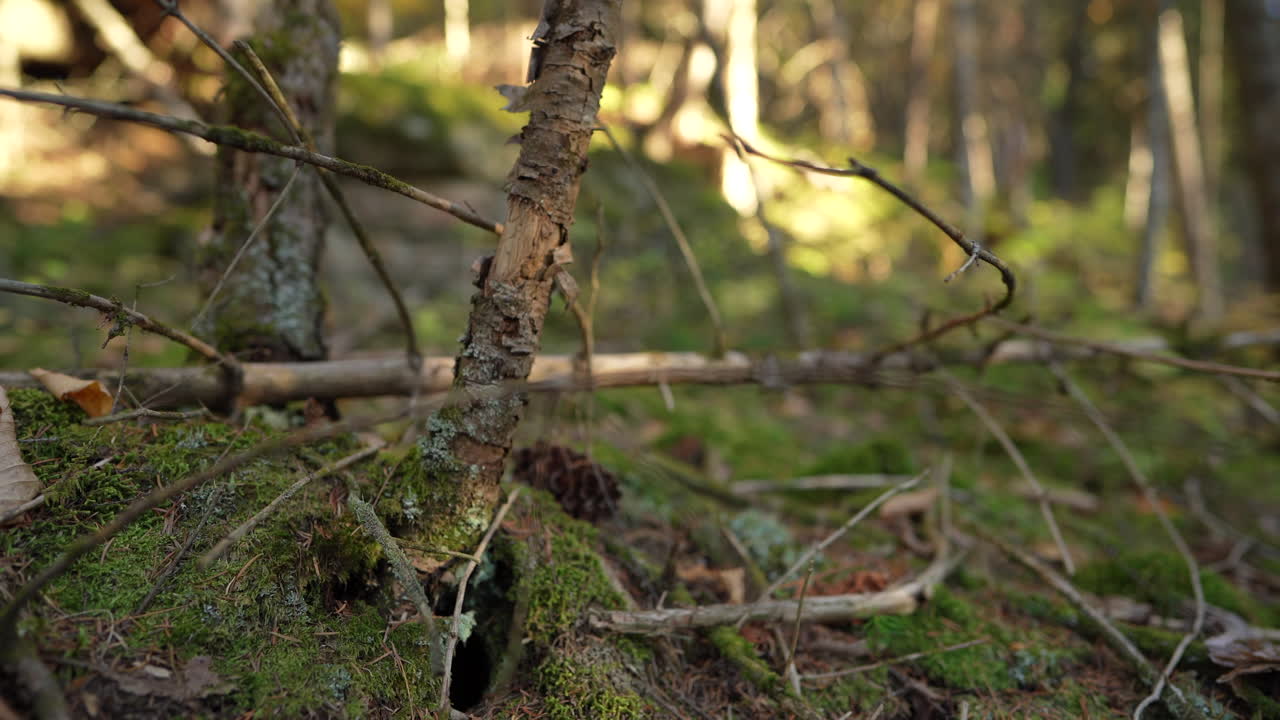 Close-up pan of forest elements in warm autumn sunset light in Mauricie, Quebec, Canada. Vibrant foliage, moss, and forest textures create a peaceful natural scene