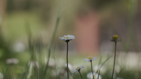 closeup of chamomile flowers in the park