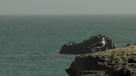 A-seagull-sits-on-a-bluff-overlooking-the-ocean-in-Santa-Cruz,-CA