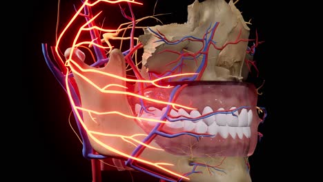 inflammation of the facial nerve. facial skull. facial nerves anatomy of the head. 3d animation