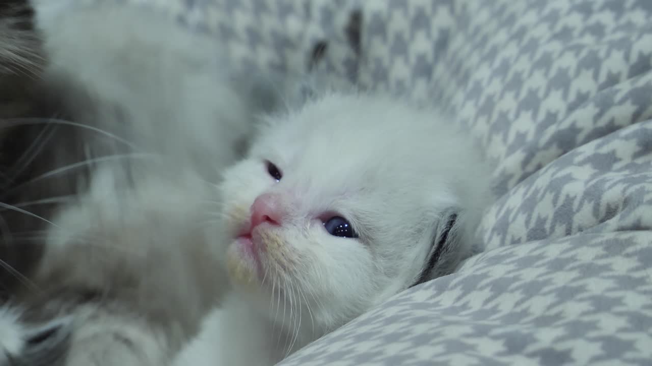 Gerinen, yeni doğmuş beyaz yavru kedi annesi yalarken geriniyor