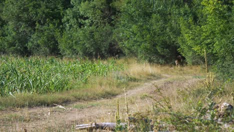 grupo de muflones corriendo por una carretera escondidos en el bosque, estático