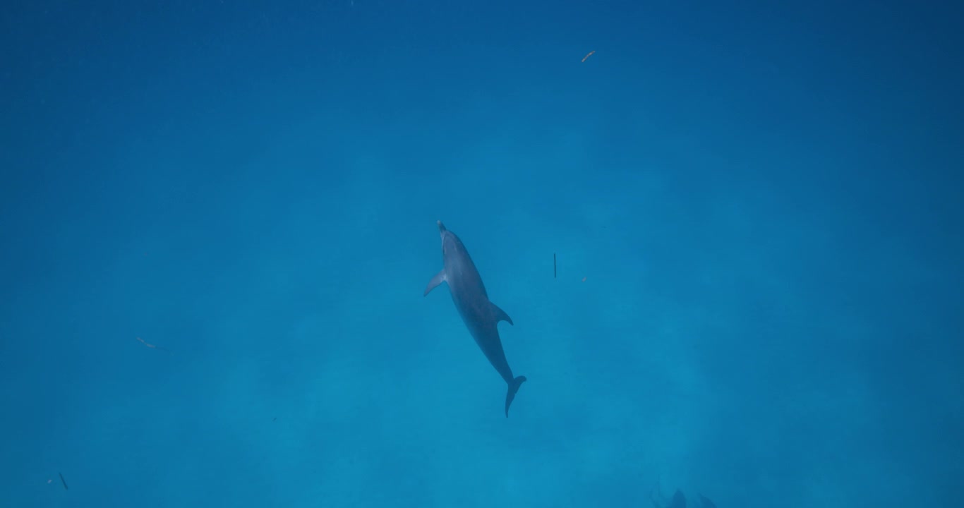 Atlantic spotted dolphins travel calmly across a wide blue underwater view in the Bahamas