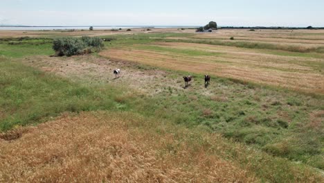 Group-of-three-cows-stare-at-drone-in-dry-grassland-field